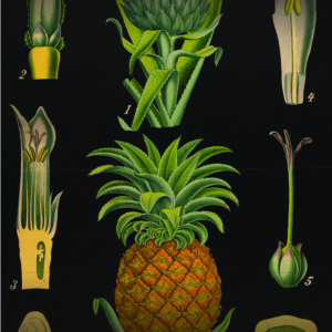 Näituse "Kunst või teadus" kott - ananass